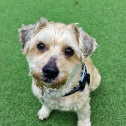 battersea dogs home lottery|Meet the cats .
